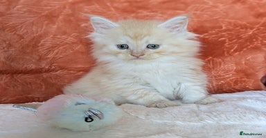 Maine Coon cats - Advert 7