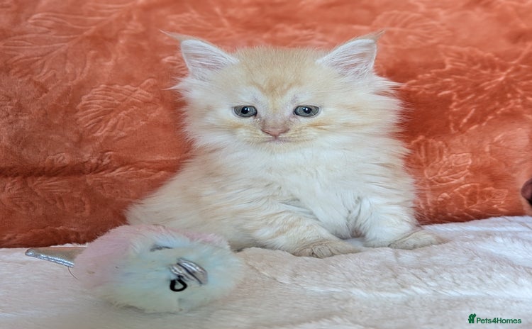 Maine Coon cats - Advert 4