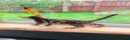 Bengal cats for sale: 🐾 Show quality GCCF Bengal Kittens for Sale 🐾 - Advert 9
