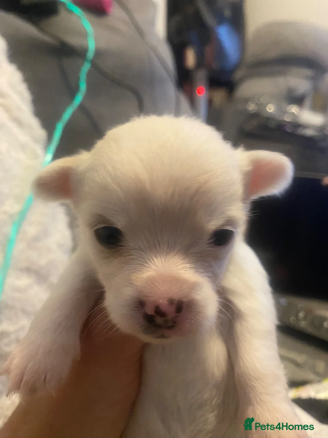 Jack Chi dogs for sale: 3/4 chihuahua 1/4 jack Russell  - Advert 10
