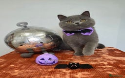 British Shorthair cats for sale: CHAMPION SIRED GCCF REG BSH BLUE MALE KITTEN - Image 1