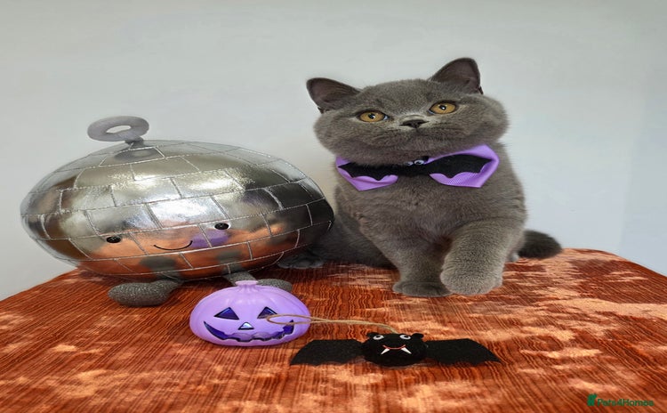 British Shorthair cats - Advert 1
