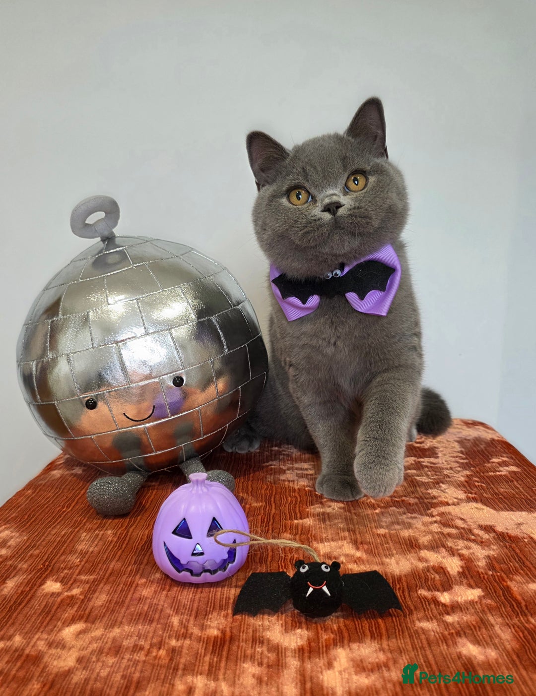 British Shorthair cats for sale: CHAMPION SIRED GCCF REG BSH BLUE MALE KITTEN - Image 1