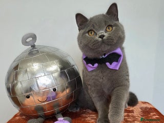 British Shorthair cats - Advert 15