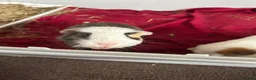 Guinea Pig rodents for sale: 2 Guinea pigs in Bolton - Advert 4