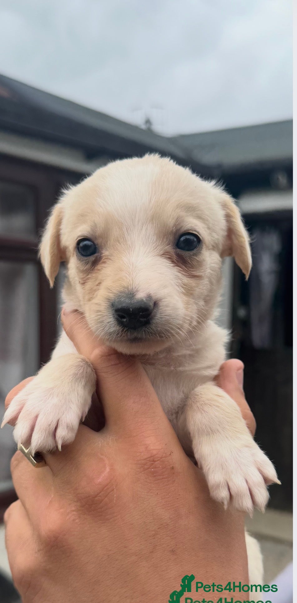 Lurcher dogs Top quality Lurcher puppies - Advert 2