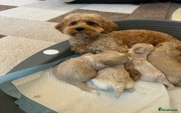 Maltipoo dogs for sale: Gorgeous f1 maltpoos health tested parents  - Image 8