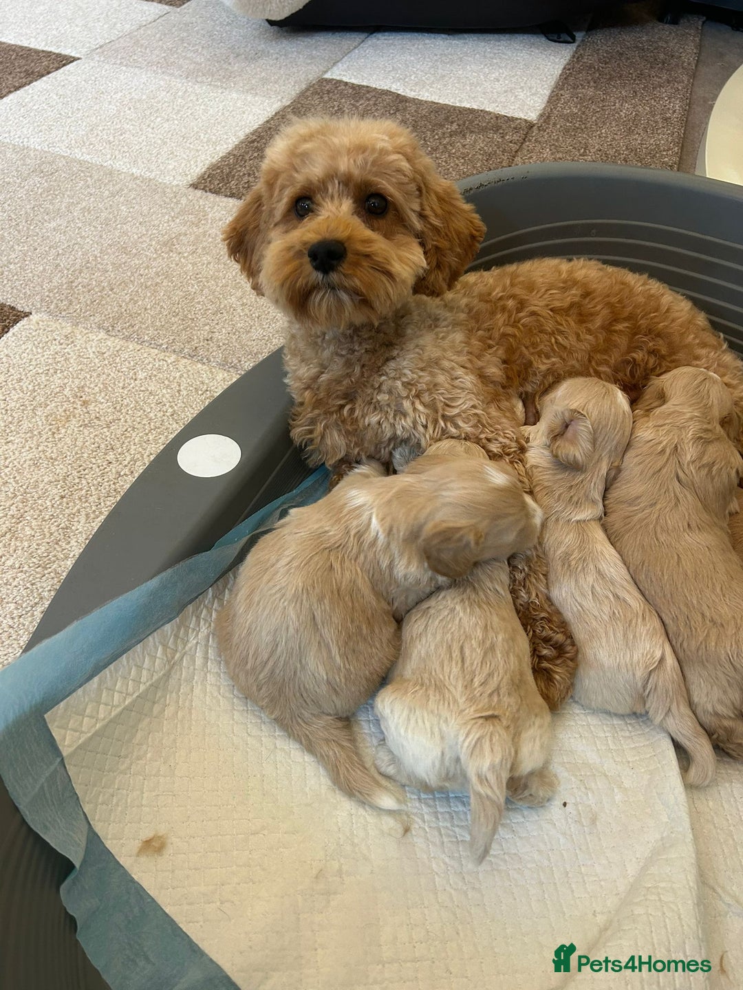 Maltipoo dogs for sale: Gorgeous f1 maltpoos health tested parents  - Image 8