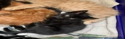Mixed Breed cats for sale: 5 x Beautiful Fluffy Kittens Ready For New Homes  - Advert 12