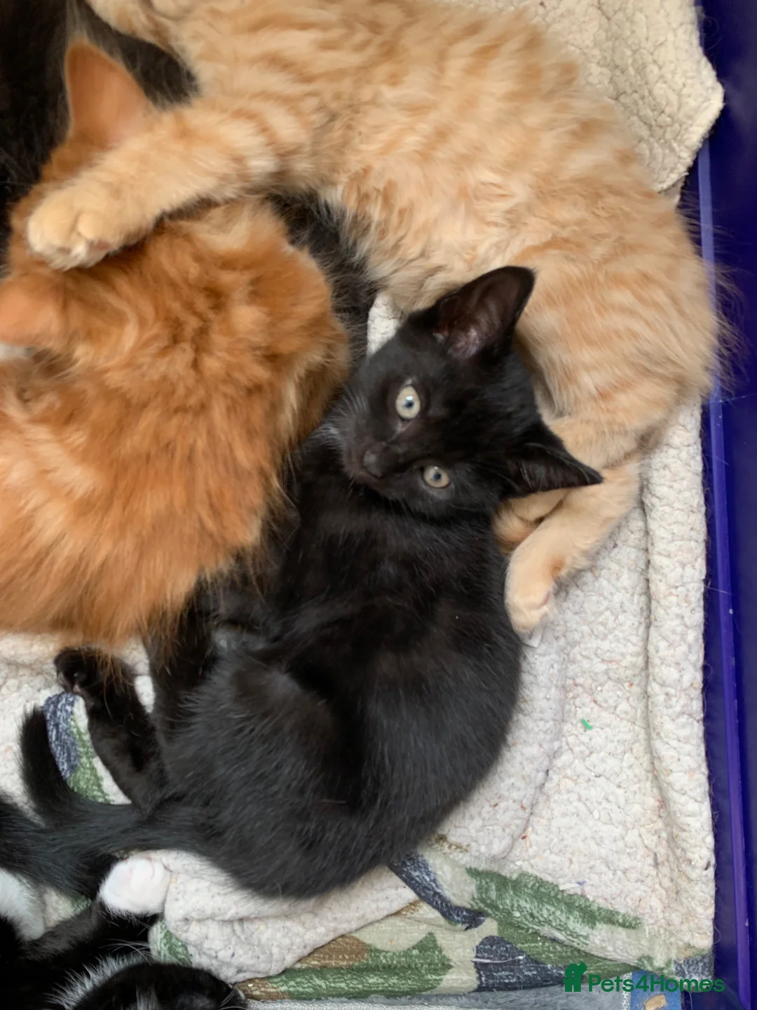Mixed Breed cats for sale: 5 x Beautiful Fluffy Kittens Ready For New Homes  - Advert 12