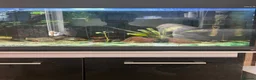 Other/Mixed Breed fish for sale: Fish tank  in Ipswich - Advert 2