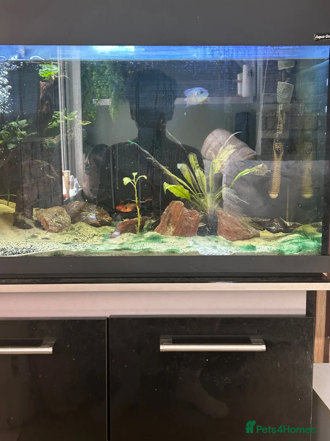 Other/Mixed Breed fish for sale: Fish tank  in Ipswich - Advert 2