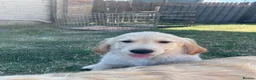 Golden Retriever dogs for sale: 7 Beautiful Golden retriever puppies  - Advert 5