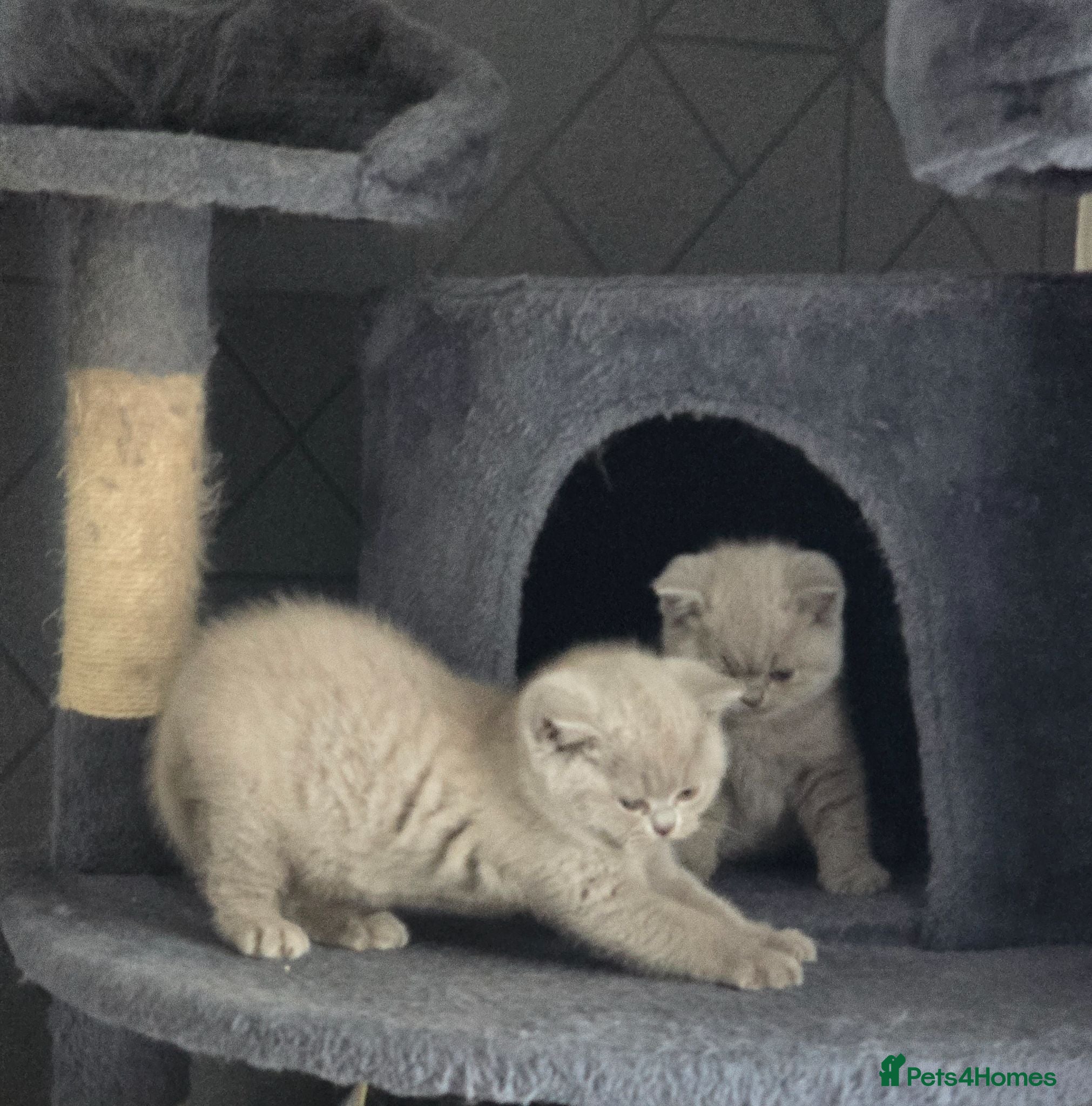 British Shorthair cats Milly & Molly GCCF BSH  kittens for sale  - Advert 2