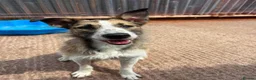 Mixed Breed dogs for adoption: Meet Winnie, currently residing in Cheshire  in Nantwich - Advert 6