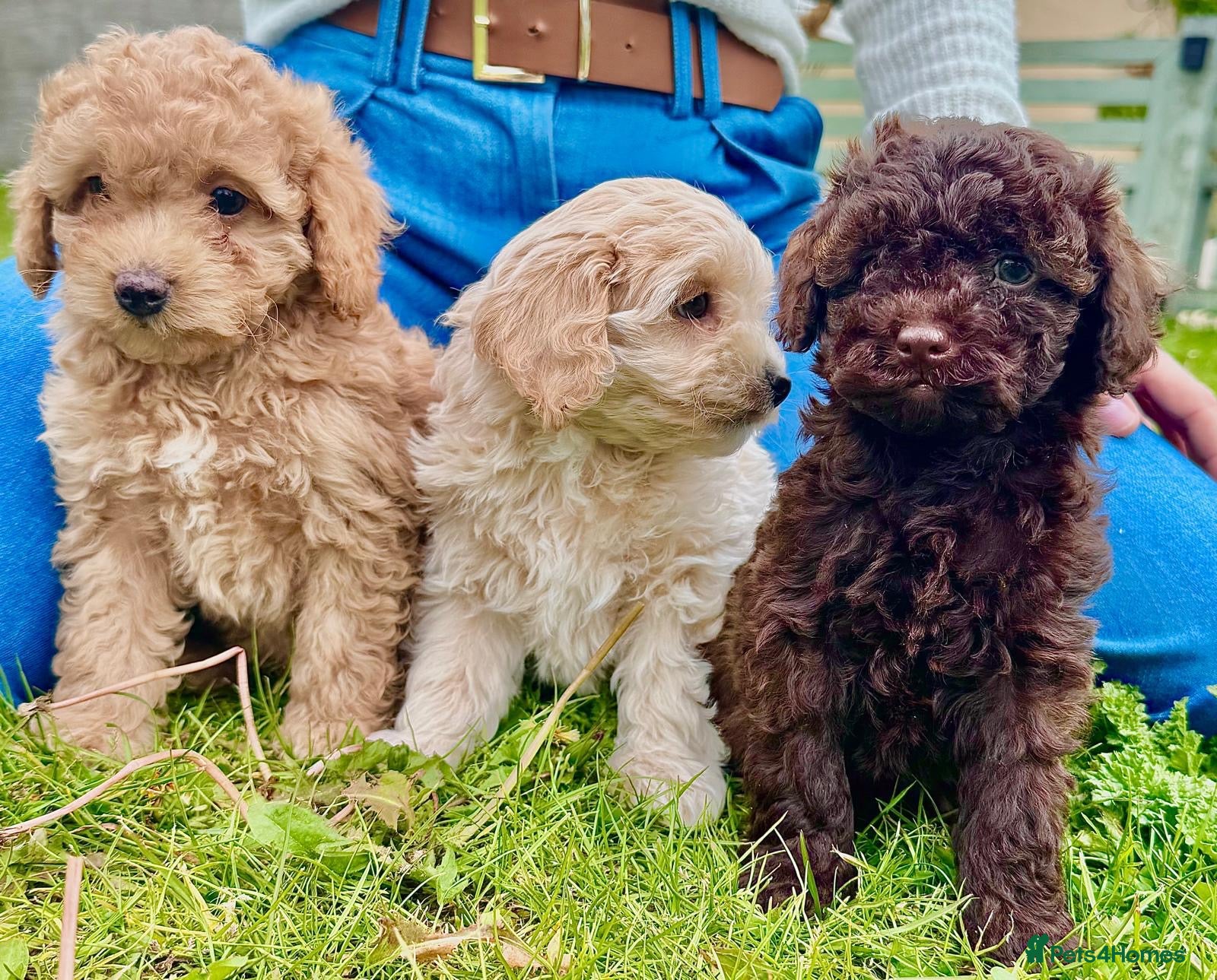 Cavapoo dogs F2 cavapoo boys  - Advert 1