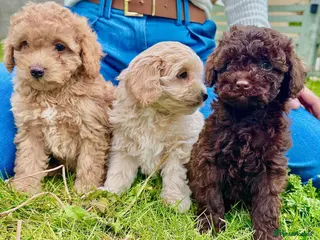 Cavapoo dogs F2 cavapoo boys - Advert 1