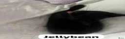 Mixed Breed cats for adoption: Fluffy black male rescue kitten needs a home - Advert 4