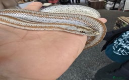 Boa Snake reptiles for sale: 2018 Male Mid Baja Rosy Boa - Image 6