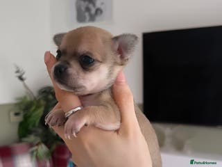 Chihuahua dogs Female ** chihuahua puppy - Advert 11