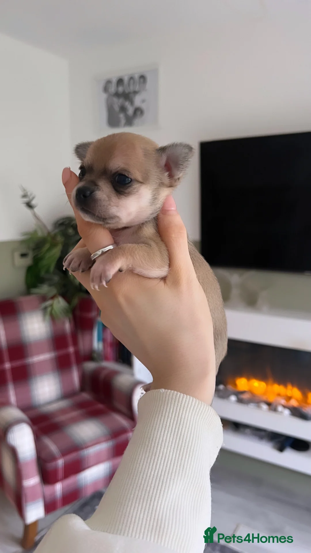 Chihuahua dogs for sale: Female  **  chihuahua puppy - Advert 1