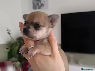 Chihuahua dogs Female ** chihuahua puppy - Advert 11