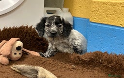 Cocker Spaniel dogs for sale: Cocker Spaniel puppies - Image 12