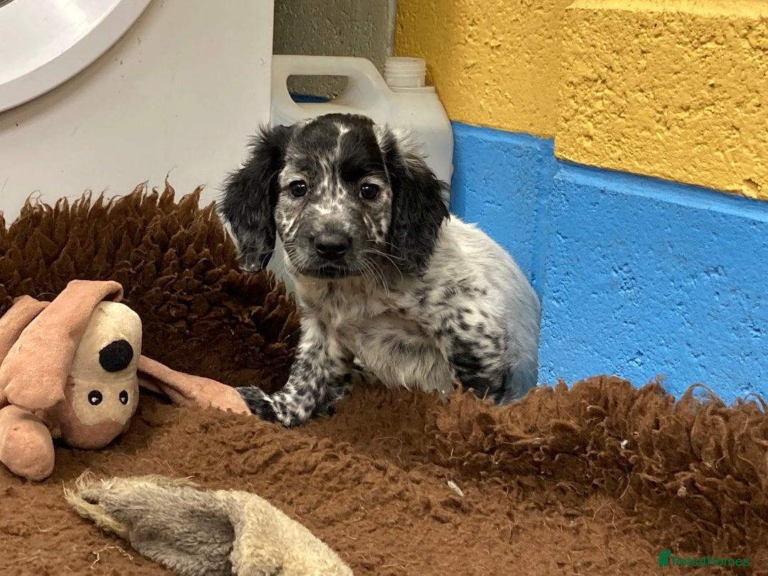 Cocker Spaniel dogs for sale: Cocker Spaniel puppies - Image 12