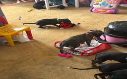 Mixed Breed dogs for sale: Saluki x lurcher/whippet puppies - Image 9