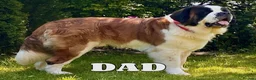 Saint Bernard dogs for sale: Outstanding KC Registered Saint Bernard Puppies - Advert 7
