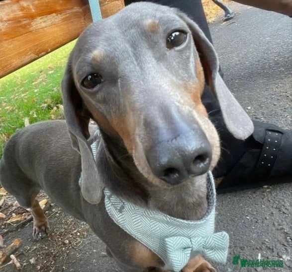 Miniature Dachshund dogs Stud Only, Proven Stud, KC, Please read - Advert 1