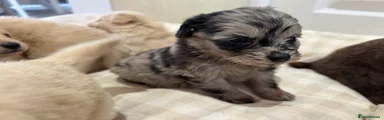 Pomapoo 