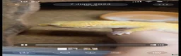 Leopard Gecko reptiles for sale: Leopard gecko and full setup - Advert 2