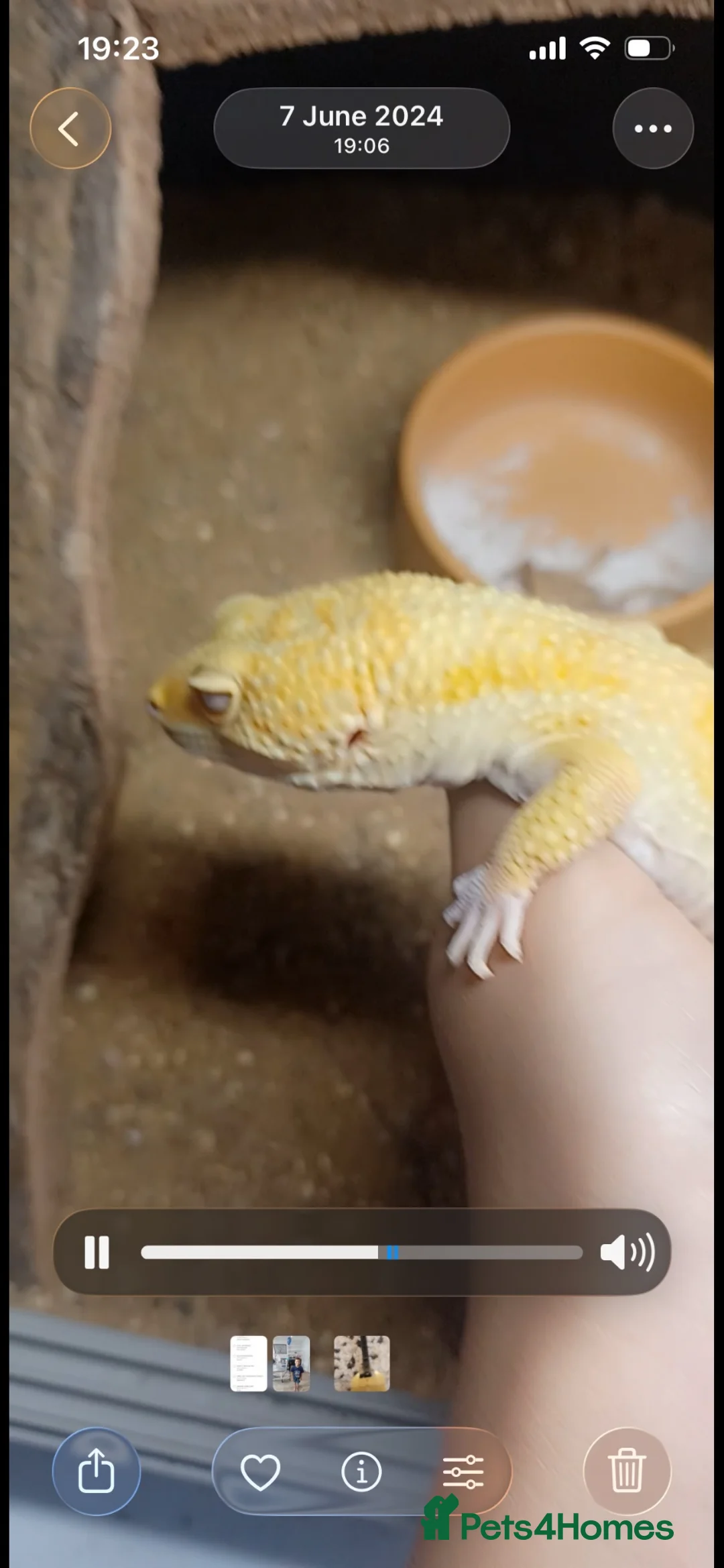 Leopard Gecko reptiles for sale: Leopard gecko and full setup - Advert 2