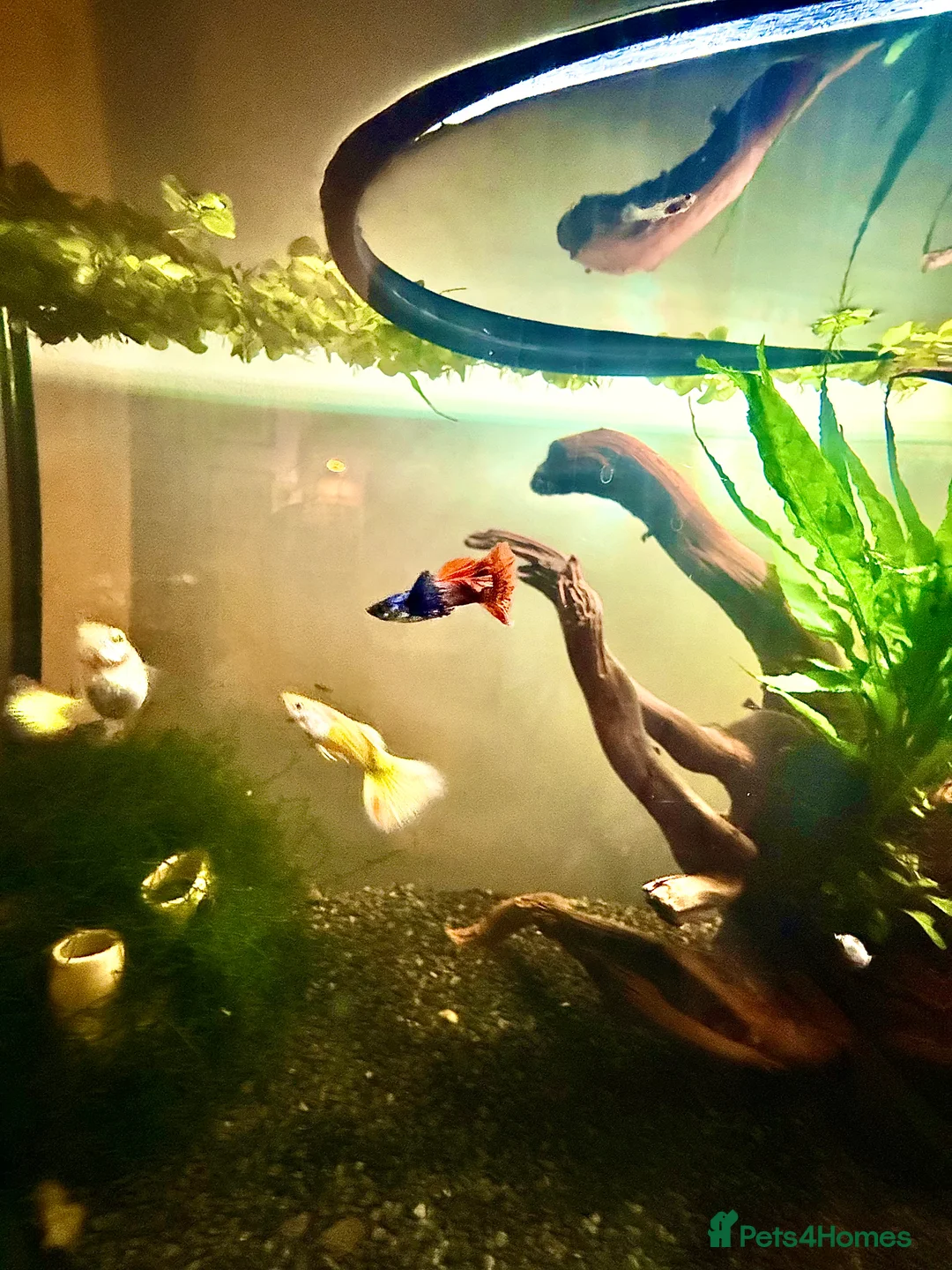 Live Bearers fish for sale: Guppy fry - assorted colours  - Advert 2