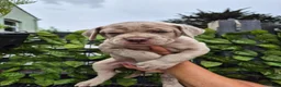 Mastiff dogs for sale: MASTIFF pups for sale in Whitstable - Advert 1