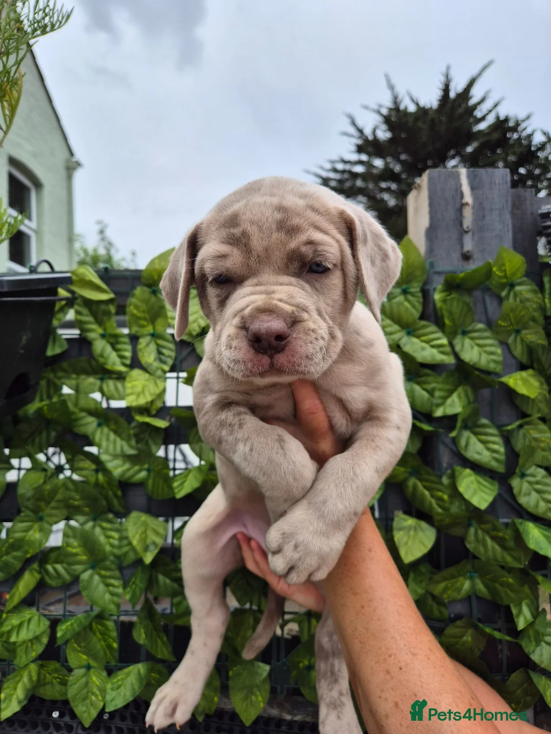 Mastiff dogs for sale: MASTIFF pups for sale in Whitstable - Advert 1