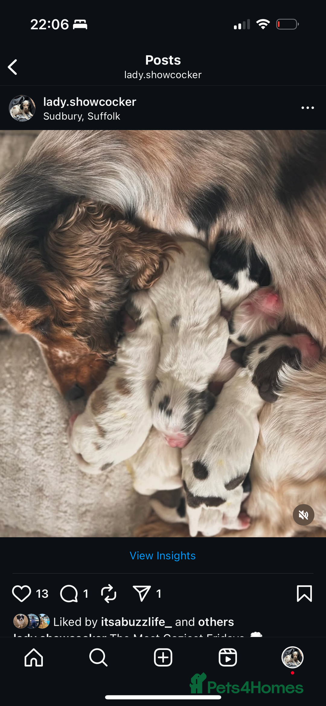 Cocker Spaniel dogs for sale: Our Lovely Lady  - Image 3