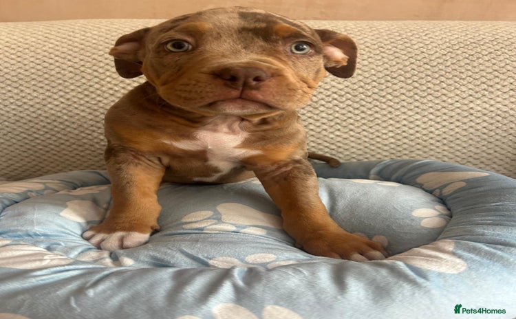 American Bully dogs - Advert 3
