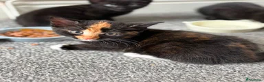 Mixed Breed 4