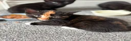Mixed Breed cats for sale: Beautiful Kittens - Advert 20