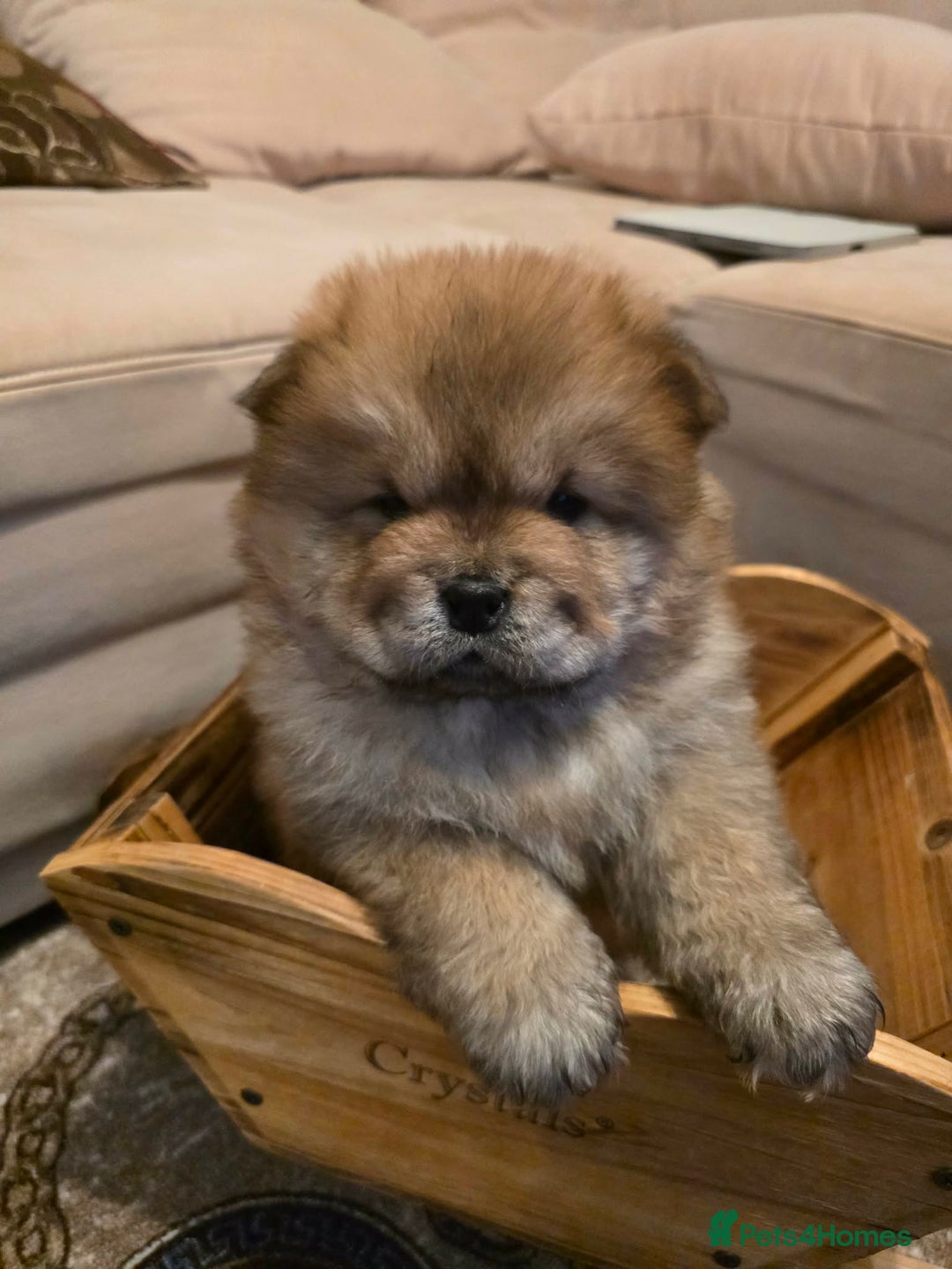 Chow Chow dogs for sale: “Fluffy & Loving Chow Chow Puppy " - Advert 1
