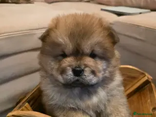 Chow Chow dogs “Fluffy & Loving Chow Chow Puppy " - Advert 8