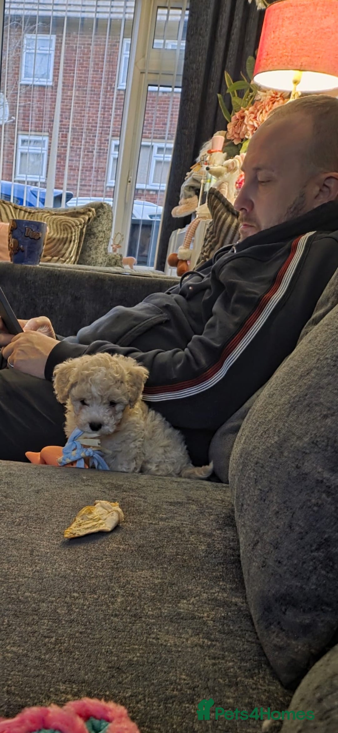 Maltipoo dogs for sale: Maltipoo 10weeks old - Advert 6