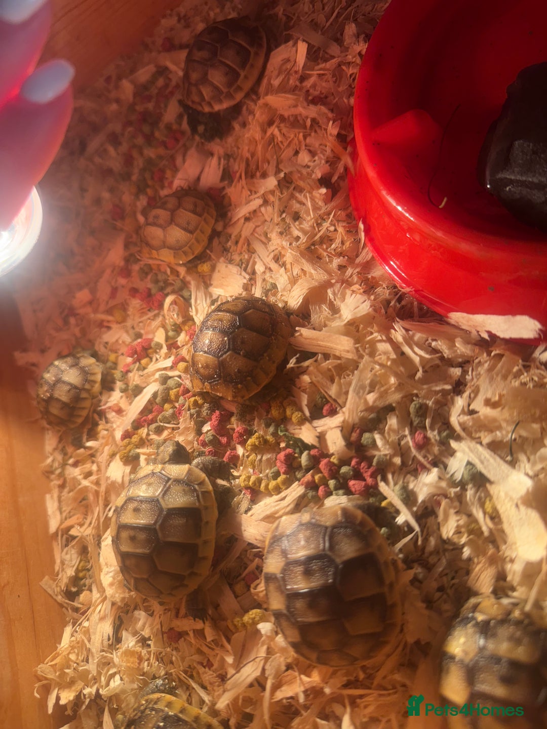 Tortoise reptiles for sale: Spur-thighed tortoise - Image 2