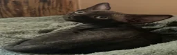 Devon Rex cats for sale: Two mischievous Devon Rex boys  - Advert 10