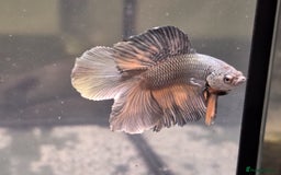 Bettas fish for sale: Broadheath Bettas  - Advert 7
