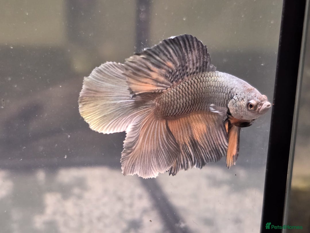 Bettas fish for sale: Broadheath Bettas  - Advert 7