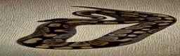 Python Snake reptiles for sale: 3 Royal Pythons for rehoming  - Advert 9