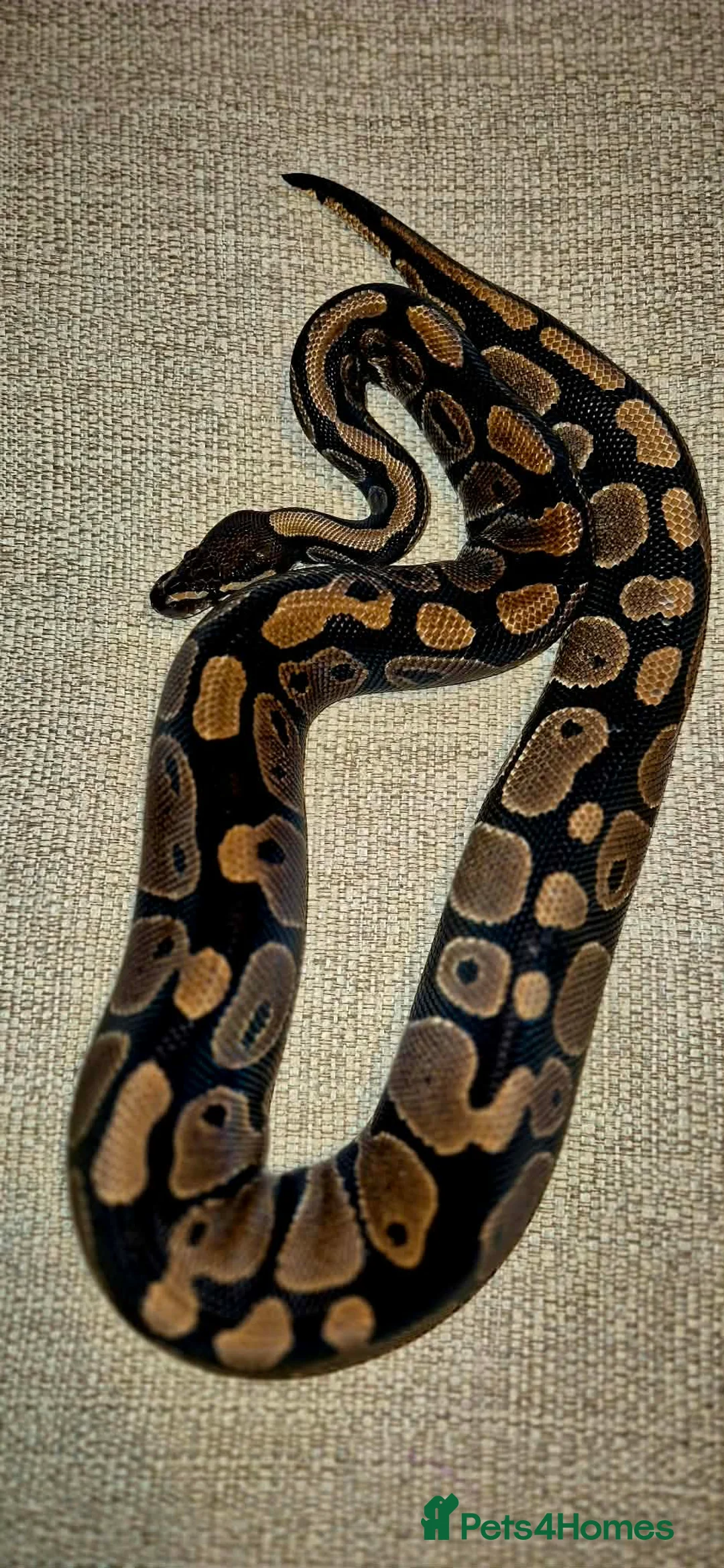 Python Snake reptiles for sale: 3 Royal Pythons for rehoming  - Advert 9